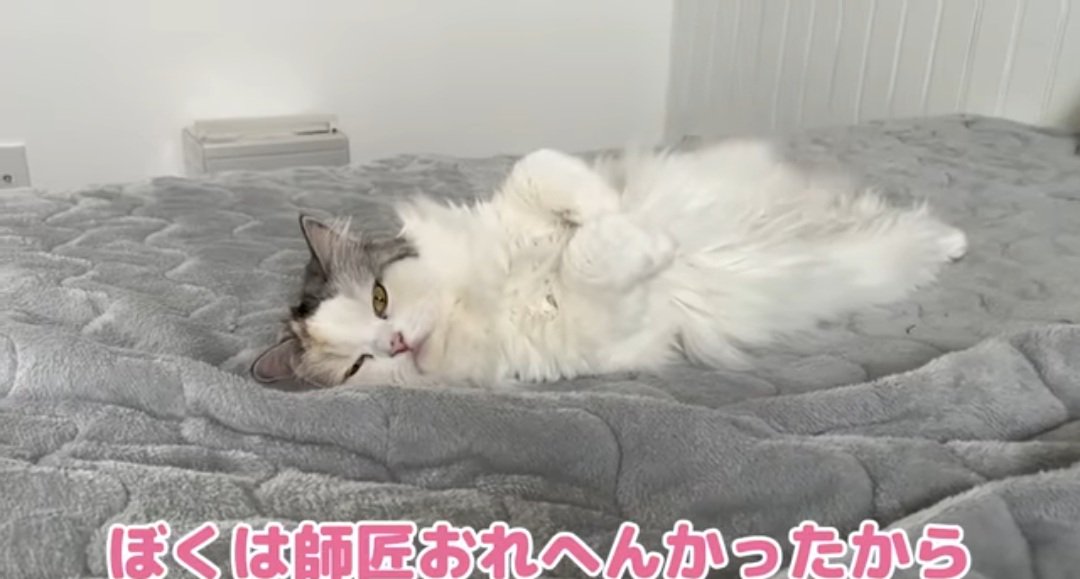 ベッドの上の猫