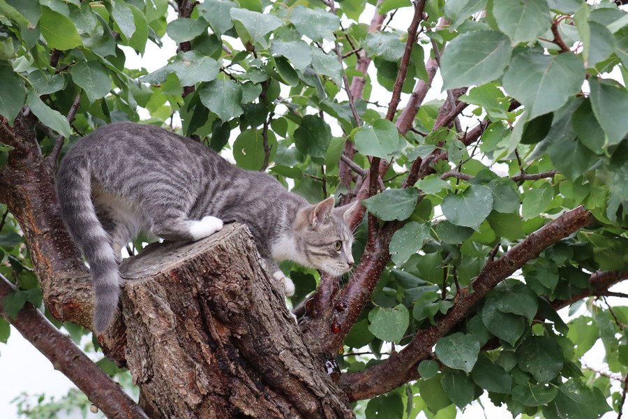 獲物を狙う猫