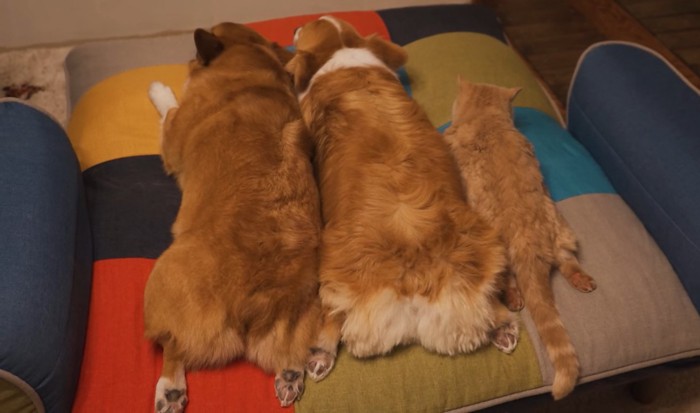 川の字で寝そべる猫と犬