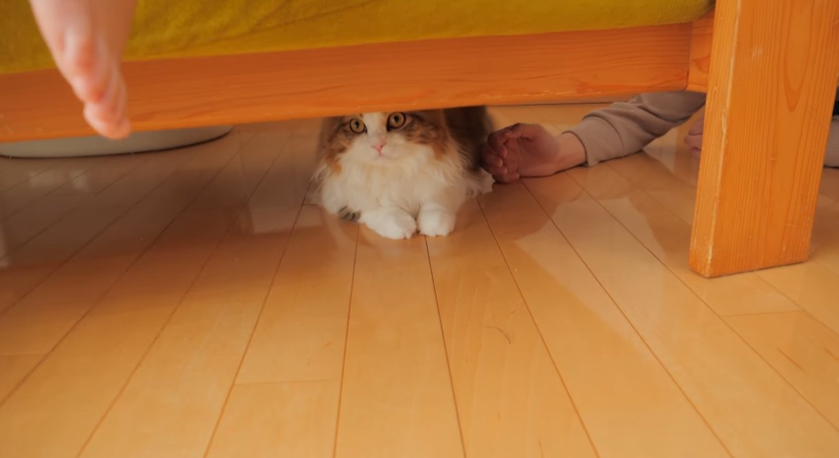 椅子の下に隠れる猫