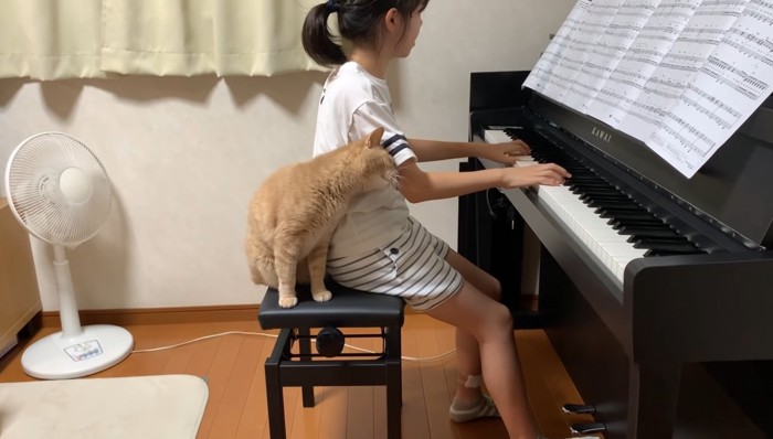 椅子の上ですりすりする猫