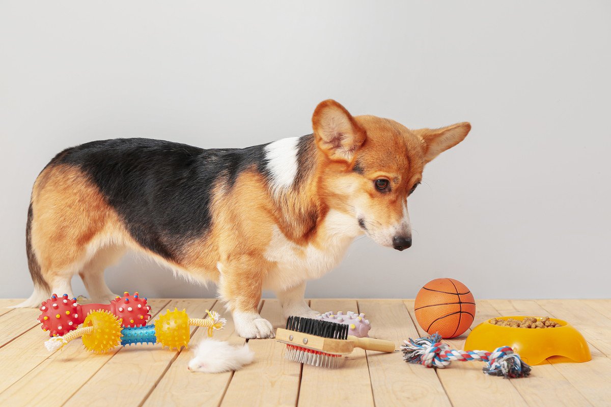 犬が『気に入らないおもちゃ』にする行動5選　せっかく買ったのに…どうすれば遊んでくれるの？