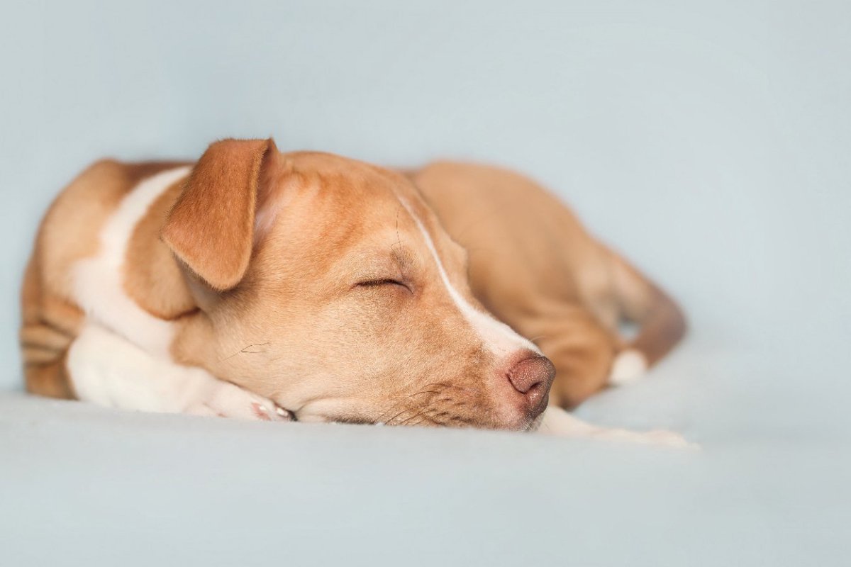 犬が熟睡できる環境づくりのポイントとは？愛犬の睡眠不足が与える悪影響まで