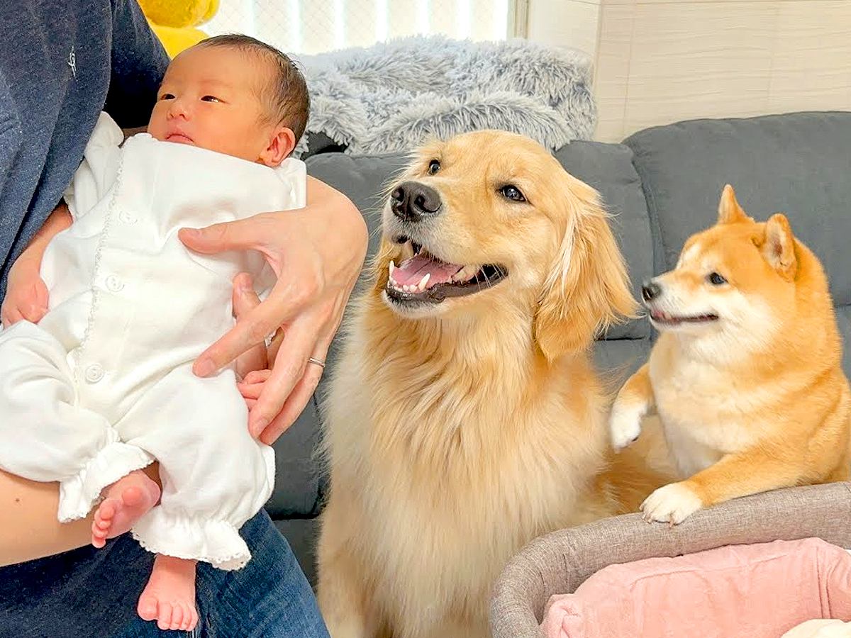 犬たちが『生後0ヶ月の赤ちゃん』と初対面した結果…『笑顔で迎える光景』が尊すぎると101万再生「優しさに満ちてる」「素敵すぎて涙が…」