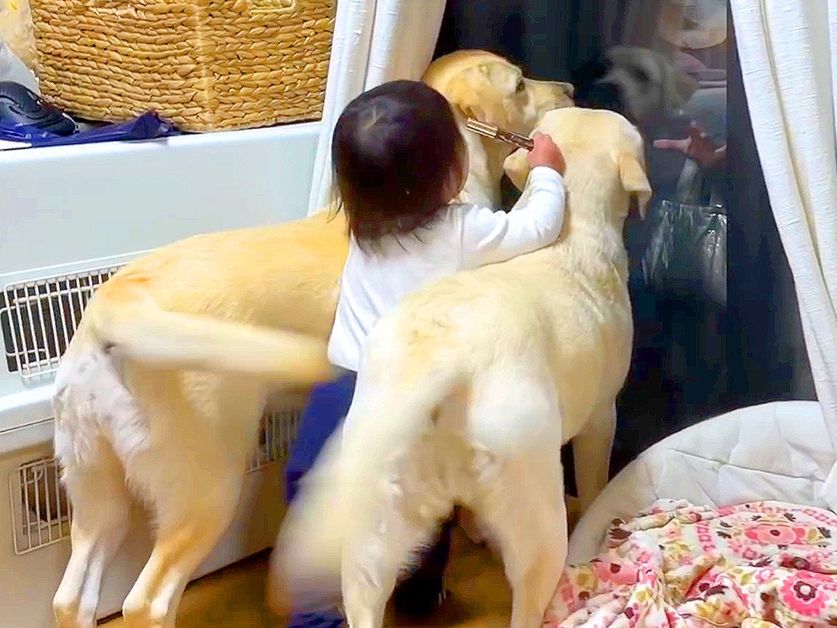 女の子と2匹の大型犬が『母の帰宅』をお出迎えした結果…テンションMAXな『お祭り騒ぎ』が184万再生「激しすぎｗ」「疲れ吹っ飛ぶ」と絶賛