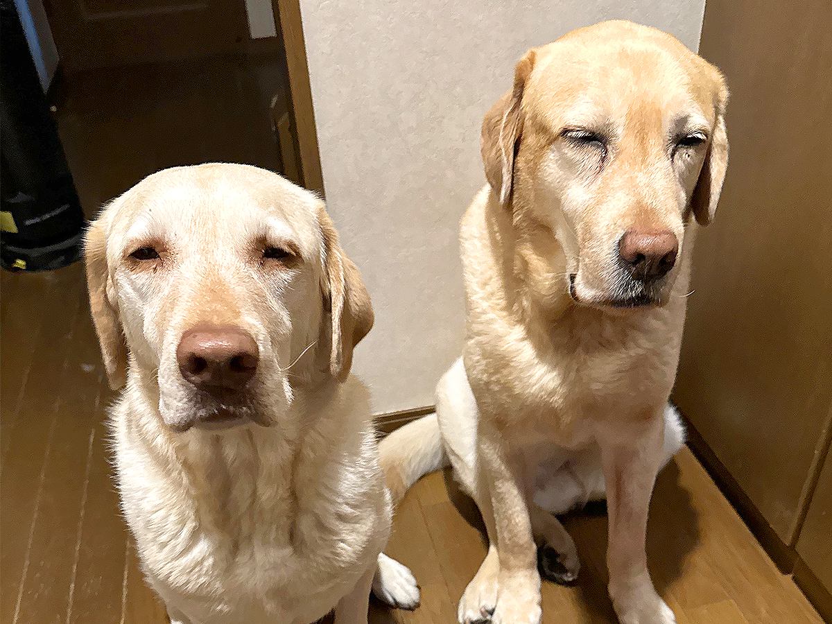 『ねっむ…』飼い主が早朝に出勤したら…見送りにきた大型犬2匹の表情に8万8000いいね「犬もこんな表情するのかｗ」「健気すぎて感動」