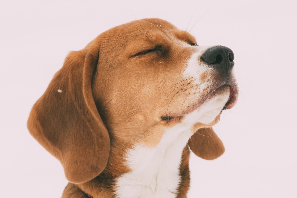 犬の嗅覚はどれぐらいすごい？愛犬の『鼻』の優れた能力とは？