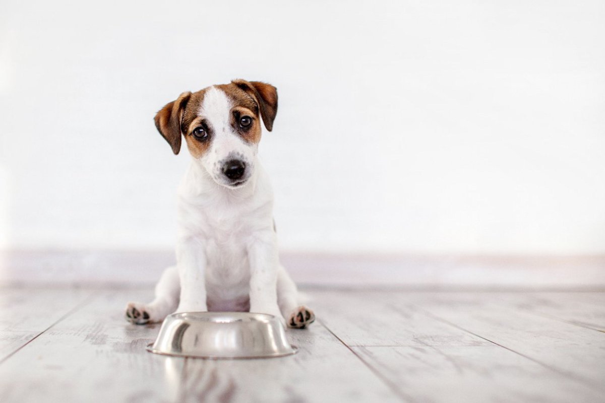 犬の『空腹サイン』5選…見極めるべきお腹が空いているときの"仕草や行動"とは？