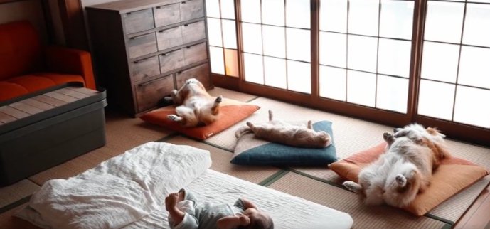 『お昼寝はこうするんだ！』赤ちゃんにお手本を見せる犬猫トリオの姿が超話題「静止画かと思ったら…」「幸せすぎる空間」