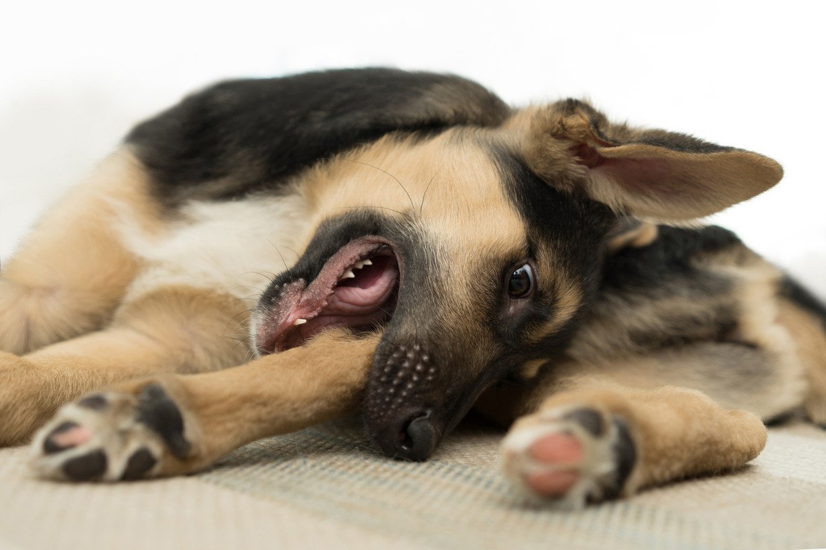犬が『自分の足を噛む』３つの原因　やめさせるにはどうしたらいいの？