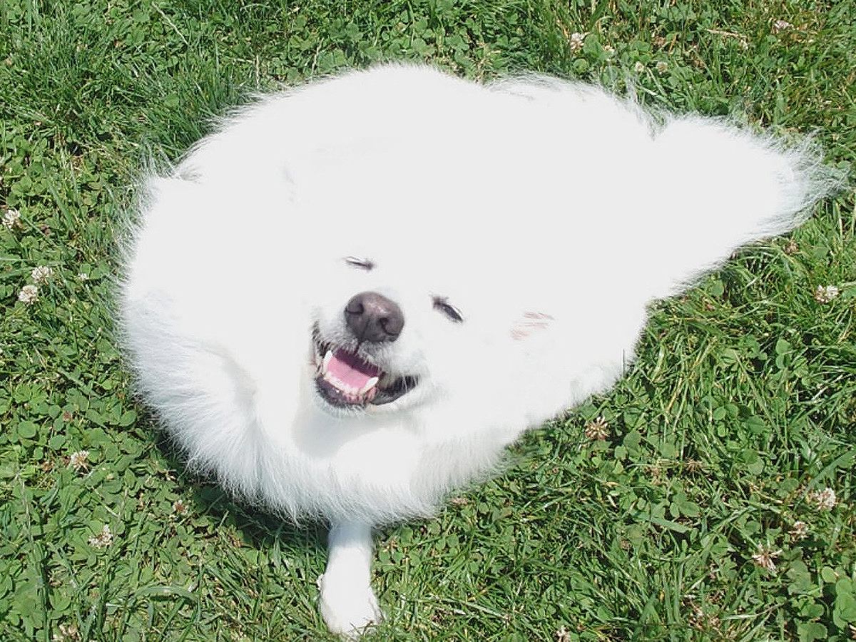 犬の写真を撮ったら…『筋斗雲』すぎる姿に5万2000いいねの反響「溶けてるｗ」「ワン斗雲…」「美味しそうな綿あめですね」絶賛の声