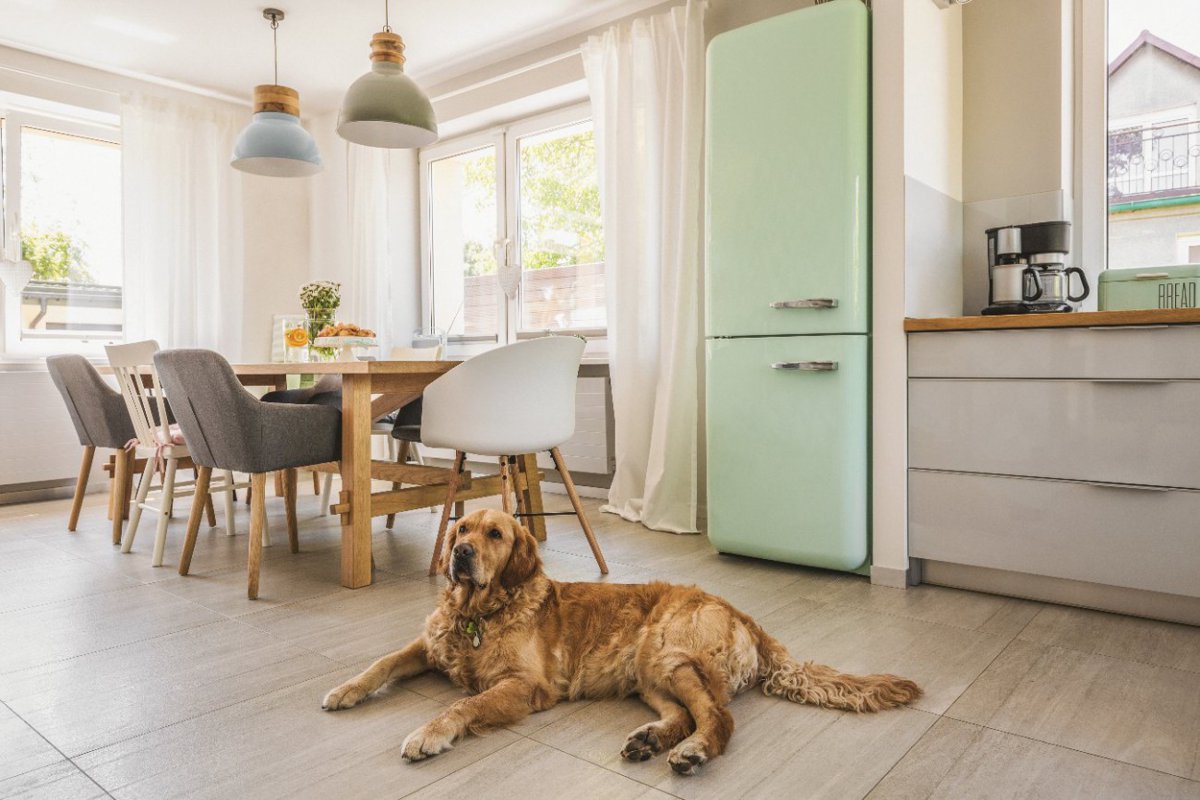 【英国での調査】家の中で犬の留守番に一番適した部屋はどこ？