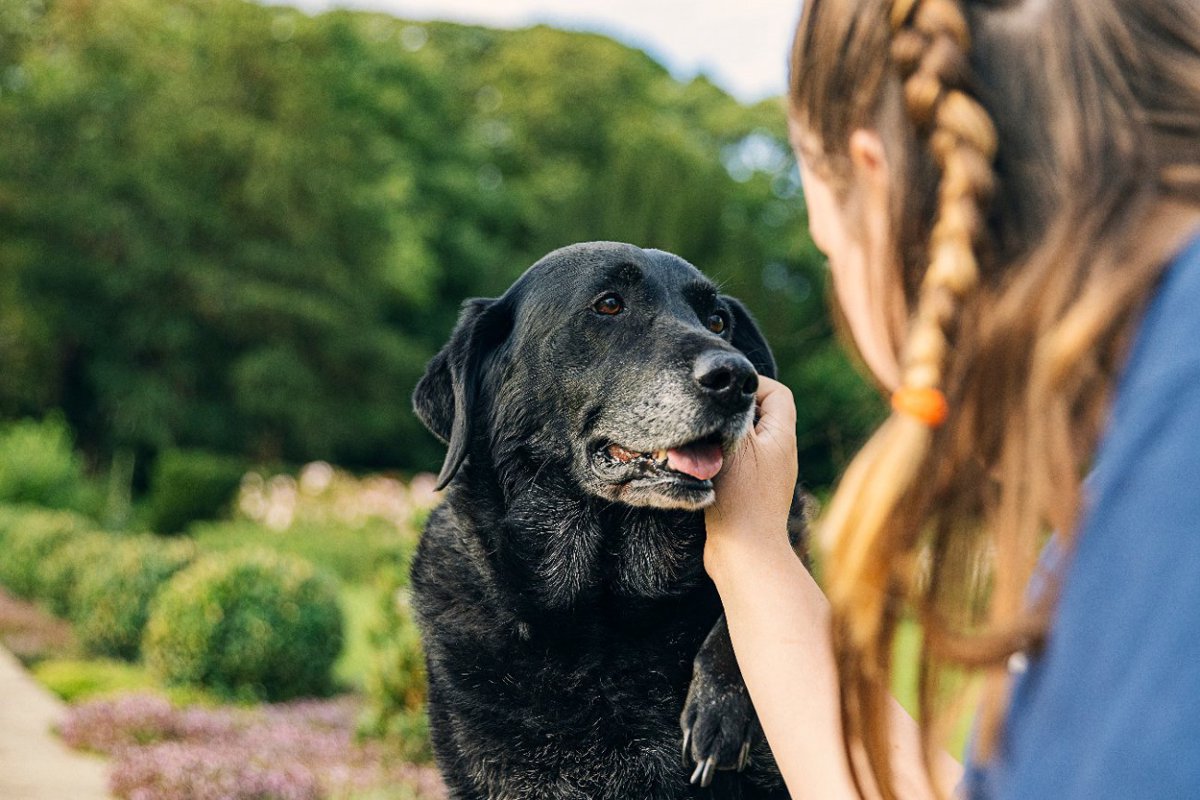 犬に長生きしてもらうために必要なこと4つ 健康寿命を伸ばす秘訣まで わんちゃんホンポ