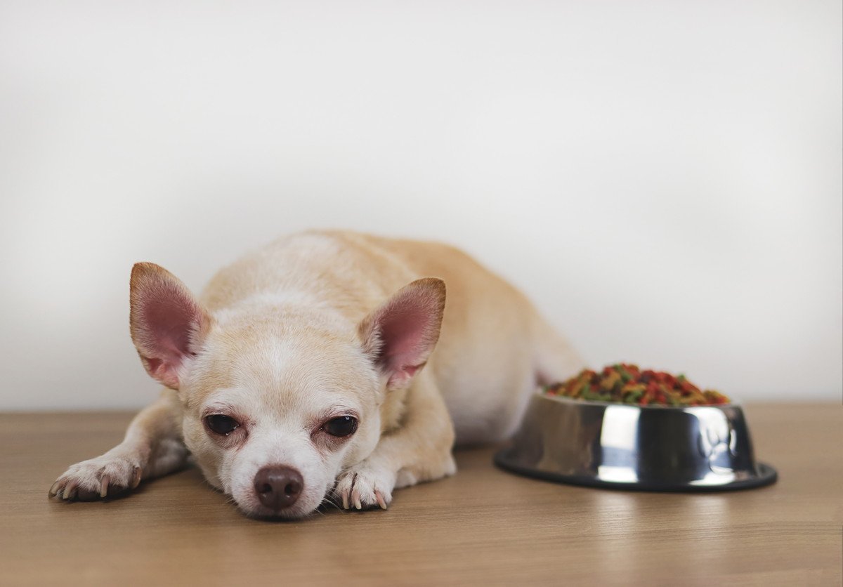 犬が急に『少食になってしまう』原因5つ　危険な症状や考えられる病気とは？