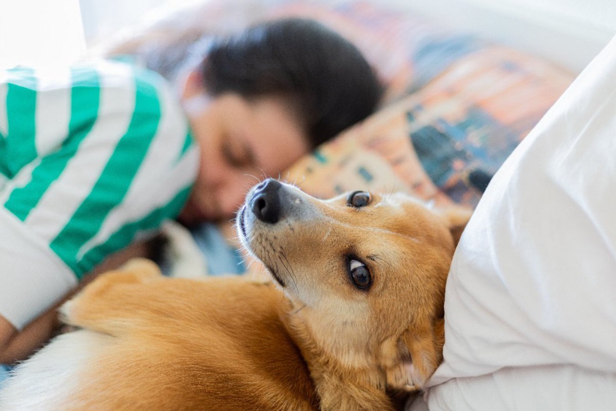 犬が一緒に寝てくれなくなったときに考えられる心理5選　飼い主と離れて眠る理由や対処法まで