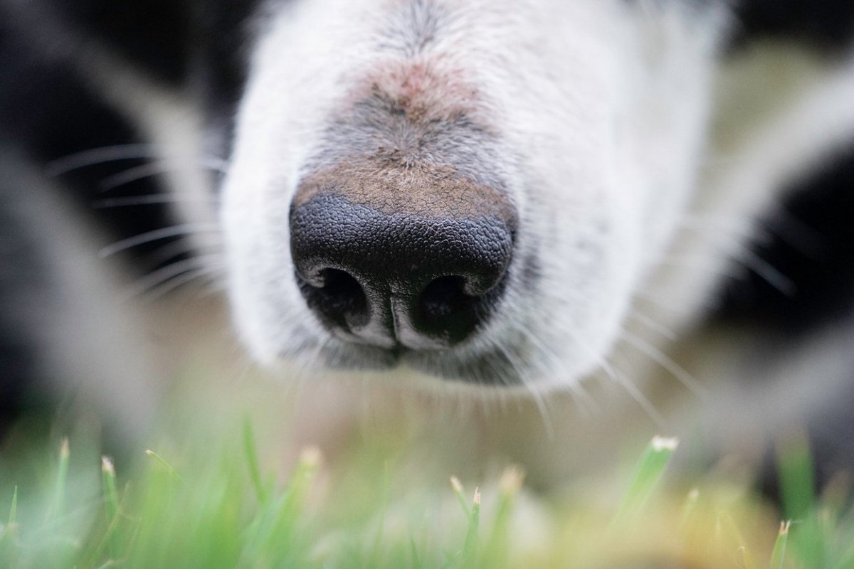 鼻が鋭いと言われる犬種、実は「嗅覚以外の特性によるのかも」という研究結果