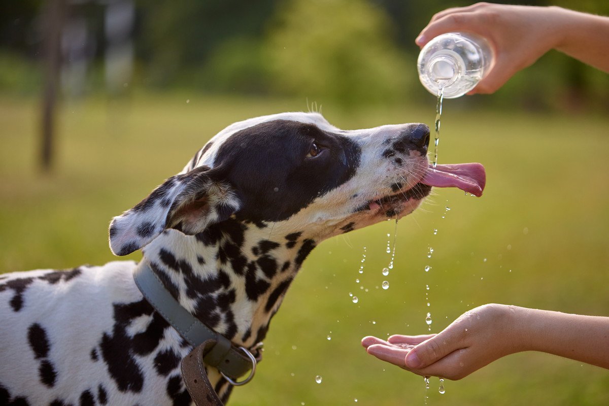 犬に絶対NGな『水の与え方』5選　間違った行為が愛犬の健康に害を及ぼすことも