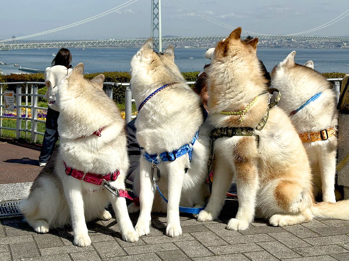 ハスキー犬4匹と記念撮影をしたら…『お前らどこ見とんねーん』渾身のツッコミに8万いいね集まる「ほぼコントで草」「逆に奇跡」絶賛続々