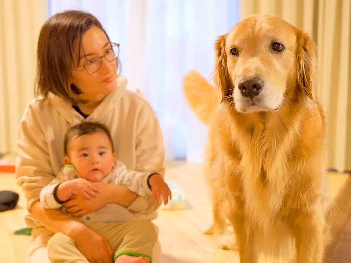 赤ちゃんと距離を置いていた大型犬…ふたりの距離が『少しだけ近づいた瞬間』に31万再生の反響「泣けてきた」「しあわせ家族すぎる」と感動