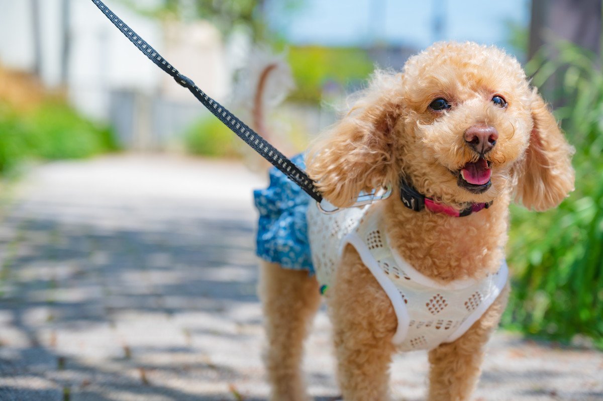 犬を日中に散歩させるのが危険なのは何月から？暑い日の外出のリスクとは