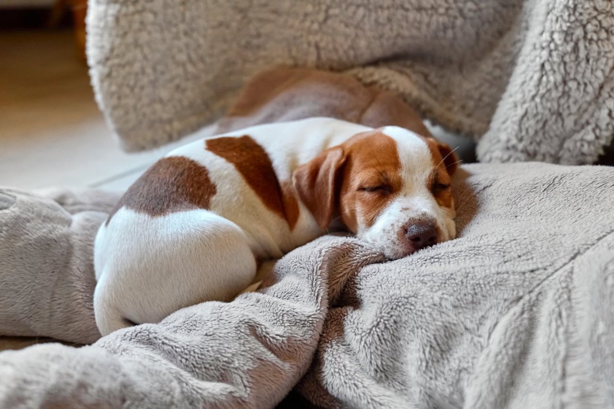 犬が『体を丸めて眠る』理由5選　体調が悪いときにする寝相や危険なサインとは？