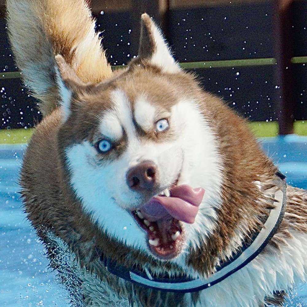 ハスキー犬がプールで爆走した結果…まさかの表情に495万表示の反響「ヒャッハー！すぎる犬初めて見た」「小学生男子ｗ」とツッコミ殺到
