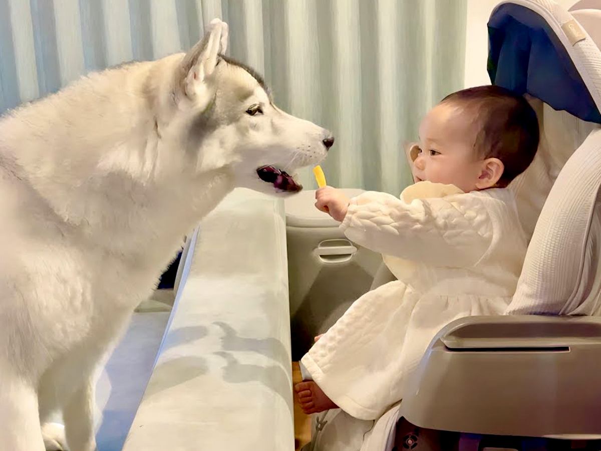 赤ちゃんが『ハスキー犬におやつを与える練習』をしたら…可愛すぎる練習風景と微笑ましい結末が23万再生「どちらも最高」「優しい世界」