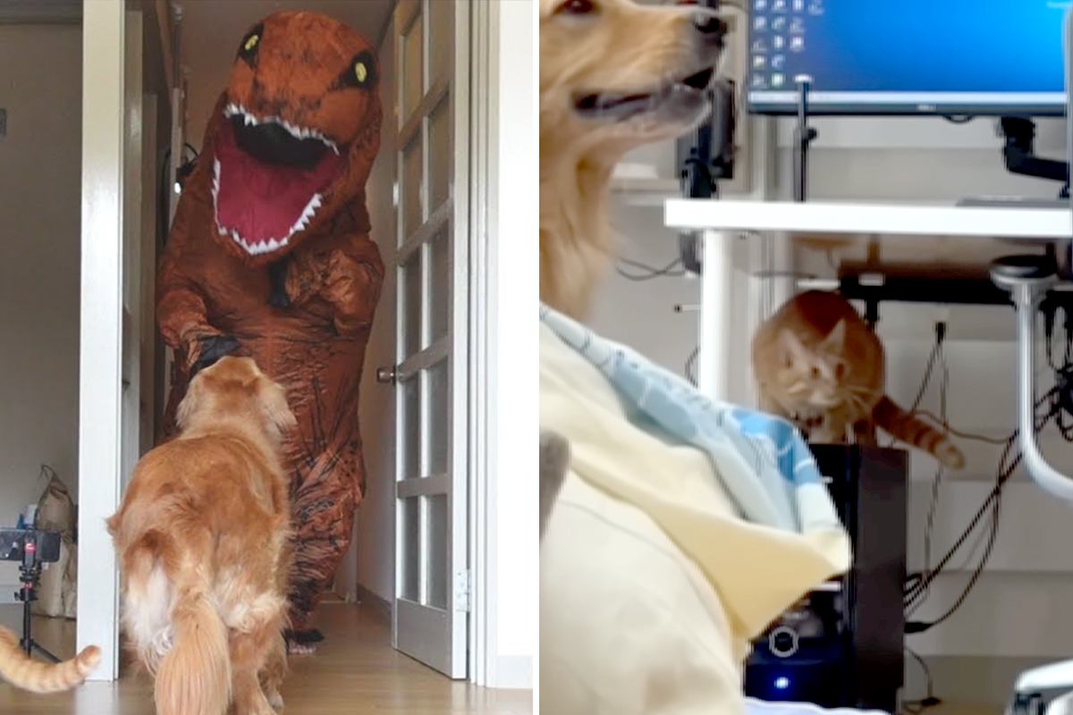 犬猫に『恐竜ドッキリ』仕掛けた結果…「腹よじれるほど笑った」リアクションとシュールな光景に爆笑の声