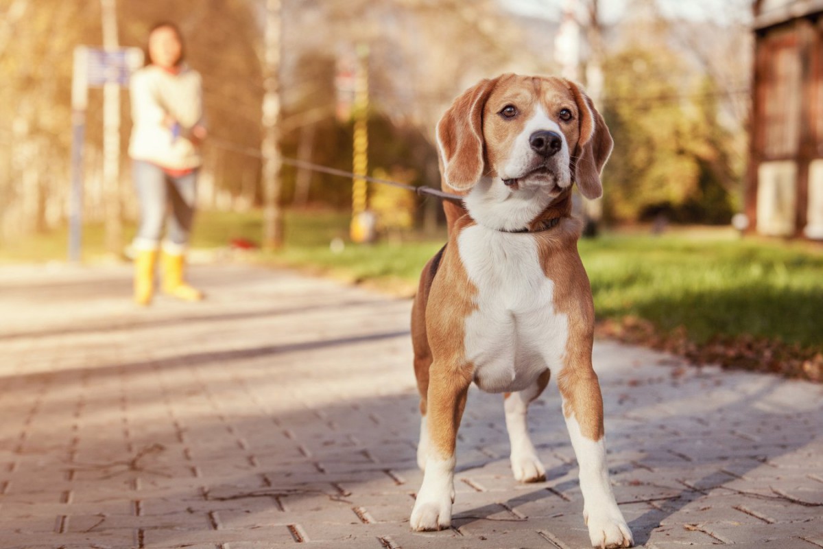 犬用ロングリード10選！選ぶポイントや絡まない上手な使い方も紹介 わんちゃんホンポ