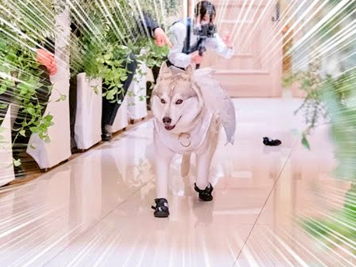 ハスキー犬が飼い主の結婚式で『リングドッグ』をした結果…まさかの『ハプニング』が可愛すぎると4万再生「リアルシンデレラｗ」と爆笑