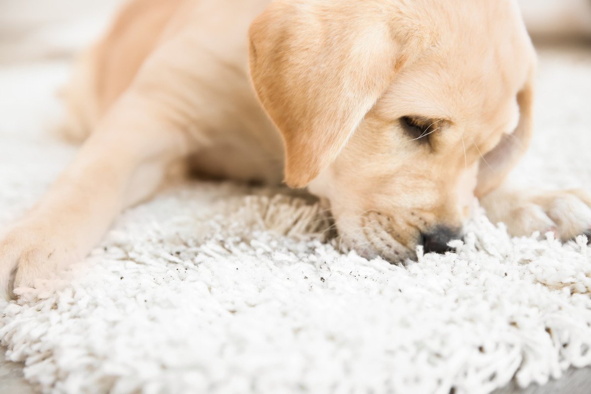 犬がカーペットを舐め続ける心理4選　ペロペロが止まらない理由や注意点まで