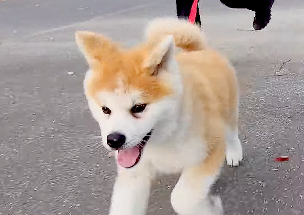 生後3ヶ月の秋田犬が『はじめての散歩』で見せた反応…かわいすぎる光景が15万再生を突破「秋田犬は日本の宝」「微笑ましい」
