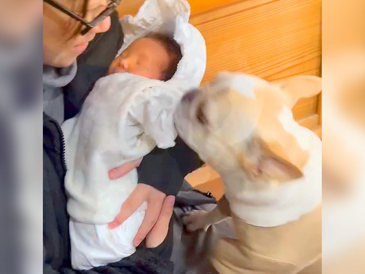 犬が『生まれたての赤ちゃん』と初めて会った結果…『まさかの反応』が14万再生「予想以上だったｗ」「初めて見る生物だもんね」と絶賛