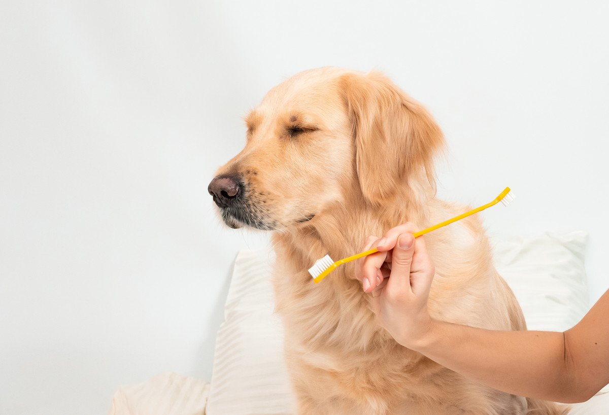 犬の『歯磨き嫌い』を克服する方法　スムーズに磨くための5つのステップ
