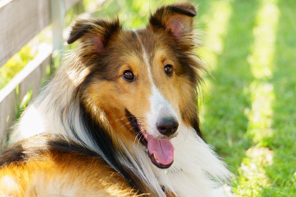 名犬ラッシーの犬種はラフコリー！その特徴と飼い方のポイント | わんちゃんホンポ