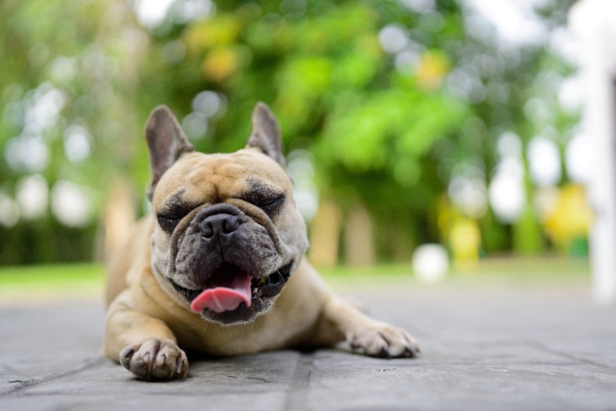 犬が『暑がっている』ときにするサイン4選　愛犬が熱中症になるのを防ぐ方法とは？