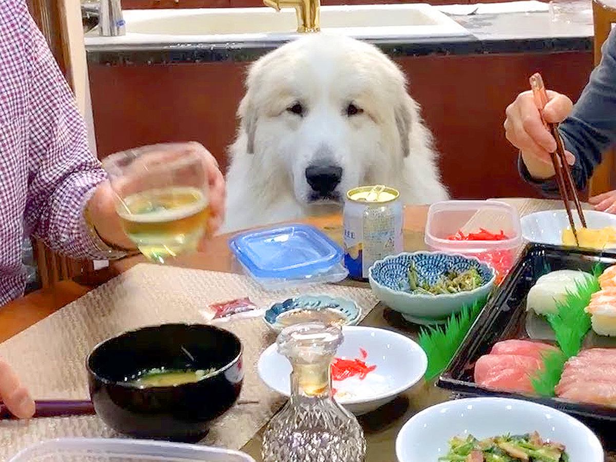 家族で『お寿司』食べていたら…超大型犬による『無言の圧』が強すぎると87万再生「粘り過ぎで草」「めっちゃ見てるの可愛すぎｗ」と絶賛