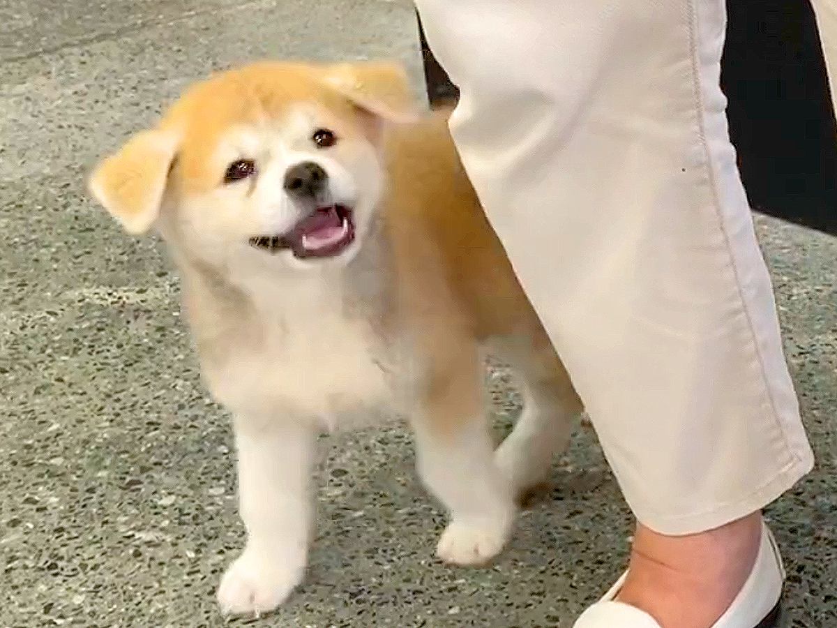 秋田犬の赤ちゃんが『酒店の看板犬』になった結果…かわいすぎる『お客さんへのご挨拶』が246万表示「接客上級者」「毎日行きたい」と悶絶