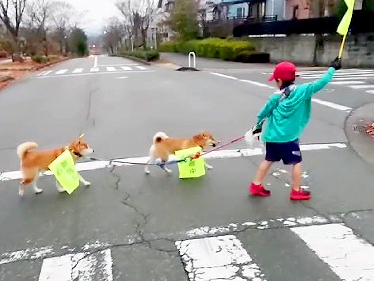 朝6時の横断歩道…『犬と少年が一緒に渡る光景』が幸せに溢れていると50万再生「我々も見習わなければ」「旗持って可愛すぎる」絶賛の声