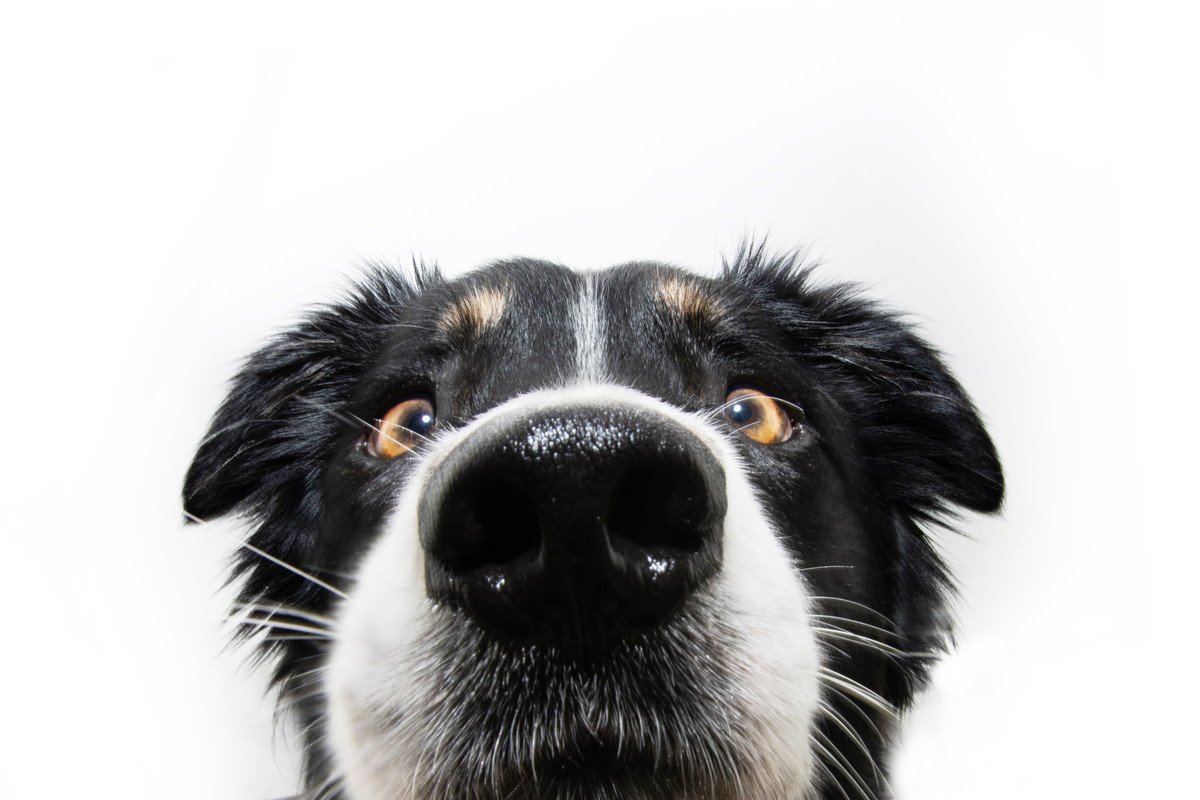 犬の危険な『鼻水』の症状4つ　注意すべき鼻の状態や病院に行くタイミングまで