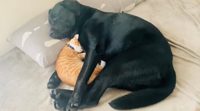 子猫を抱いて眠る大型犬の優しさに胸キュンが止まらない「たまらん」「最高の癒し」の声続々