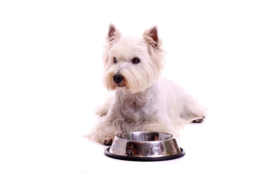 犬が空腹（お腹がすいている）のときによく見せる５つのサイン