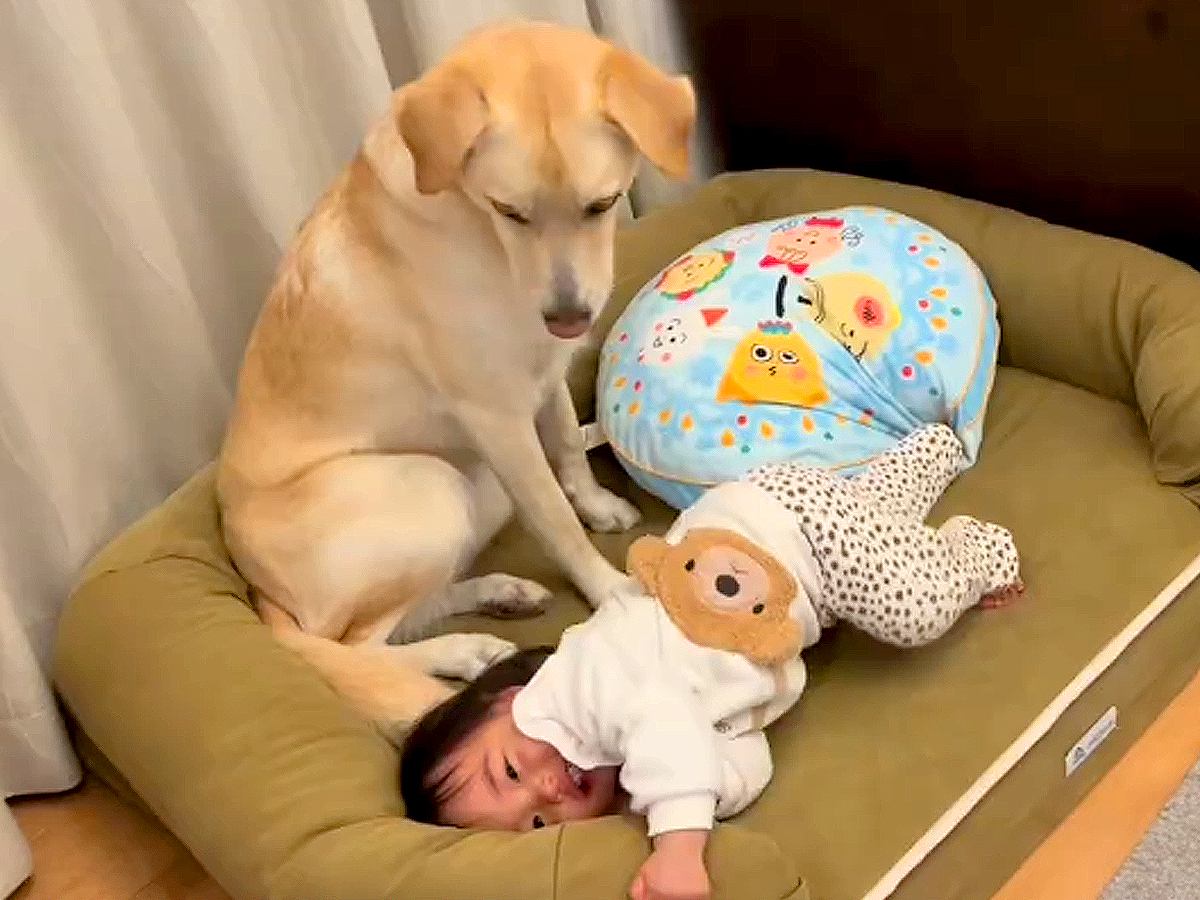 犬が赤ちゃんに『自分のベッドを取られた』結果…まさかの『こっそり仕返し』する様子が可愛すぎると6万再生「かわいい逆襲」「ゆるいｗ」