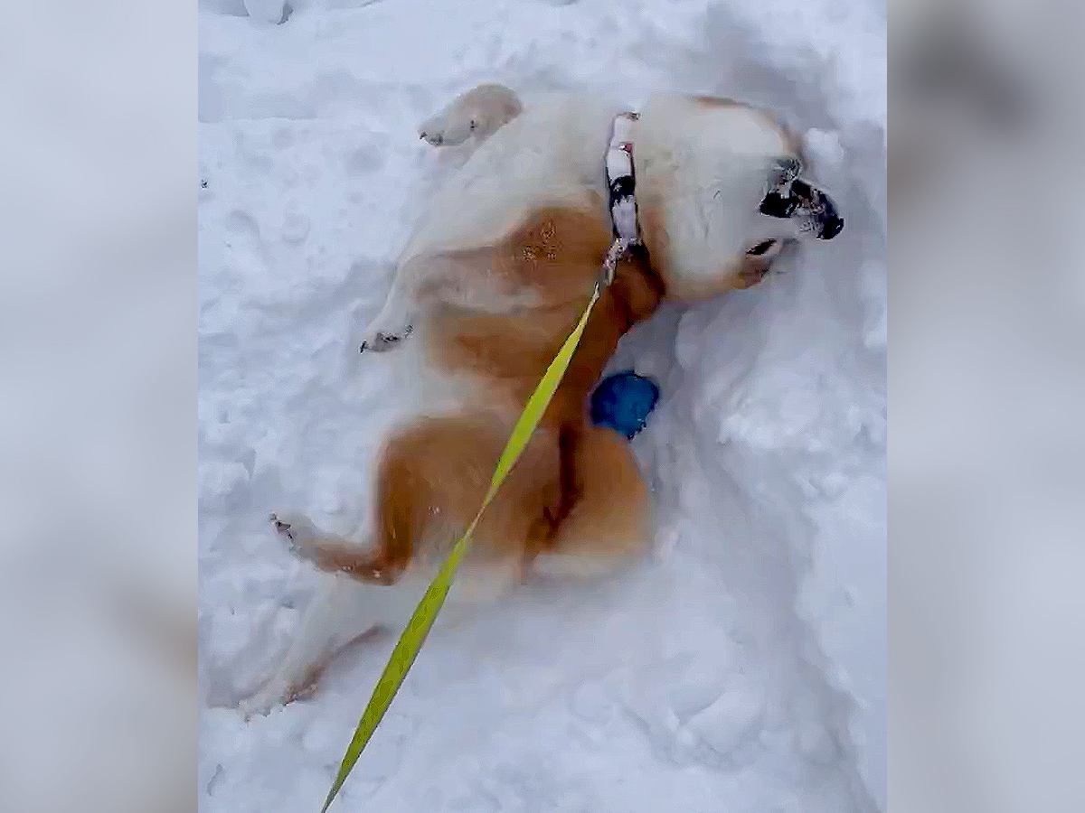 犬が予定外の大雪に見舞われた結果…隠しきれない感情に1万人がほっこり「めちゃくちゃ幸せそう」「ぬいぐるみみたい」絶賛集まる