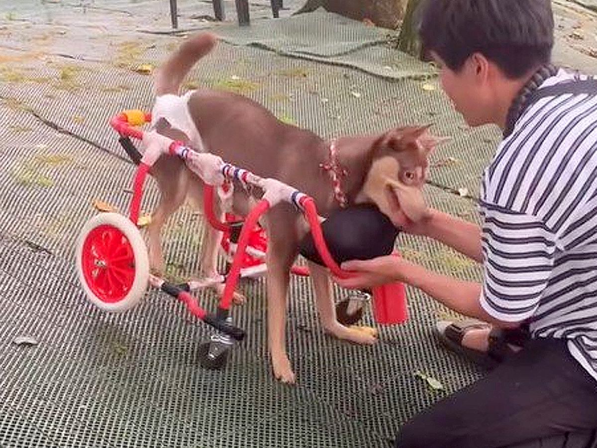 『歩けない車椅子の犬』が整体を受けた結果…生き生きとした光景に涙が止まらない 「嬉しくて泣けた」「まさに救世主」と感動の声多数