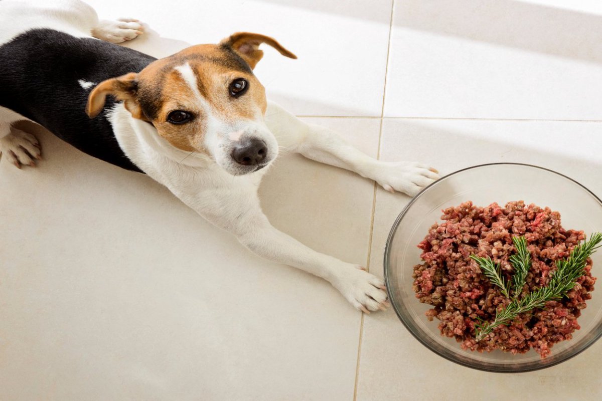 ドライフードと生肉食、犬の体への影響を比較した研究結果　アメリカの研究チームが発表
