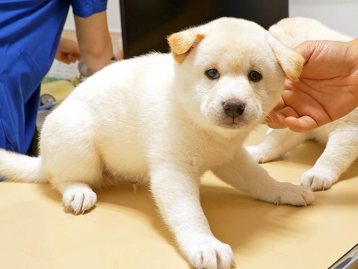 赤ちゃん犬が『はじめての注射』をした結果…病院で『恐怖』する姿が35万再生「耳垂れちゃうのヤバいｗ」「信じられないほど可愛い」と悶絶