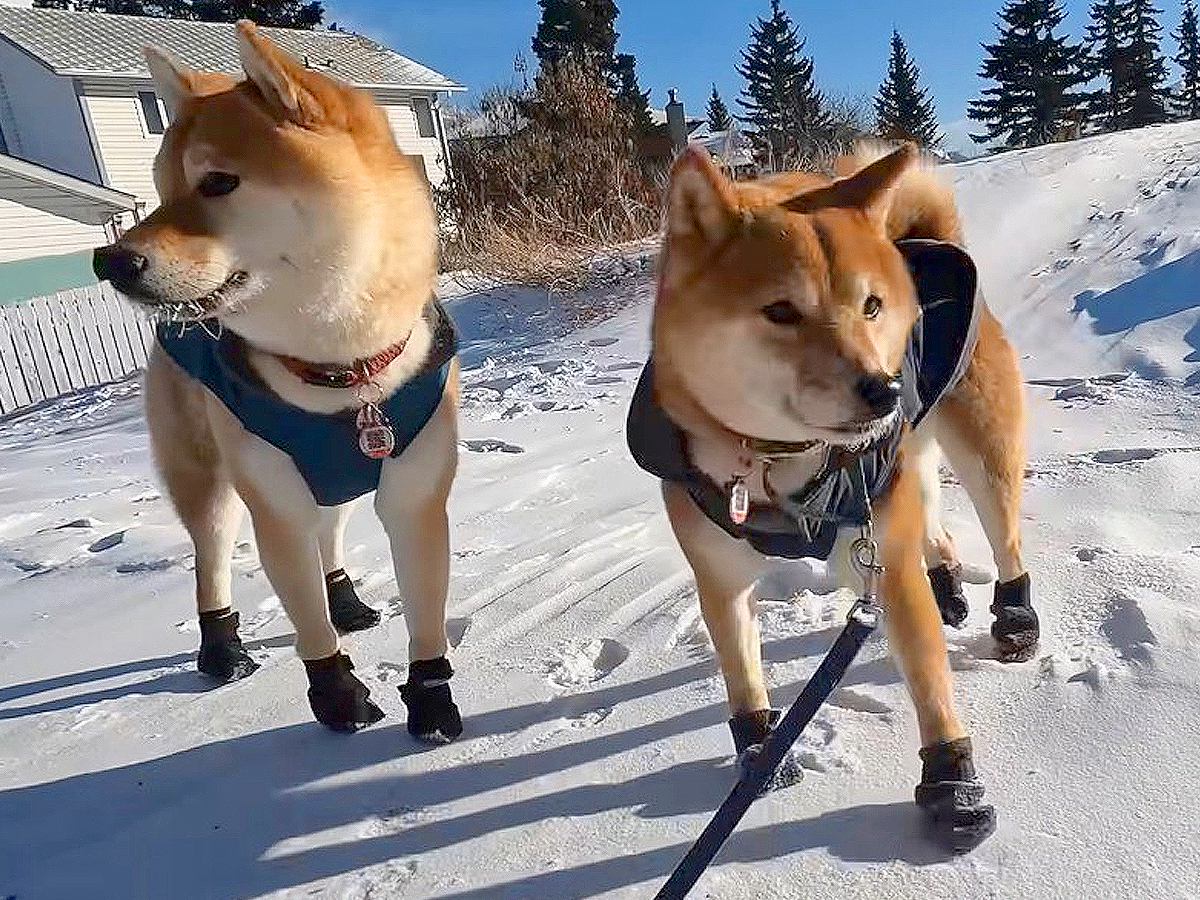 大寒波到来で-34℃…柴犬が苦手な防寒具フル装備で散歩に行く姿が19万再生「明らかに嫌そうで可愛いｗ」「想像を絶する寒さ」の声