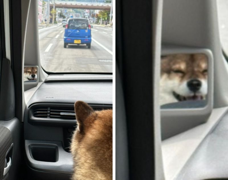 『鏡に柴犬の笑顔映るの草』車中で撮影された柴犬さんの姿を4.8万人が大絶賛「可愛すぎた」「このアイディア真似しよ」