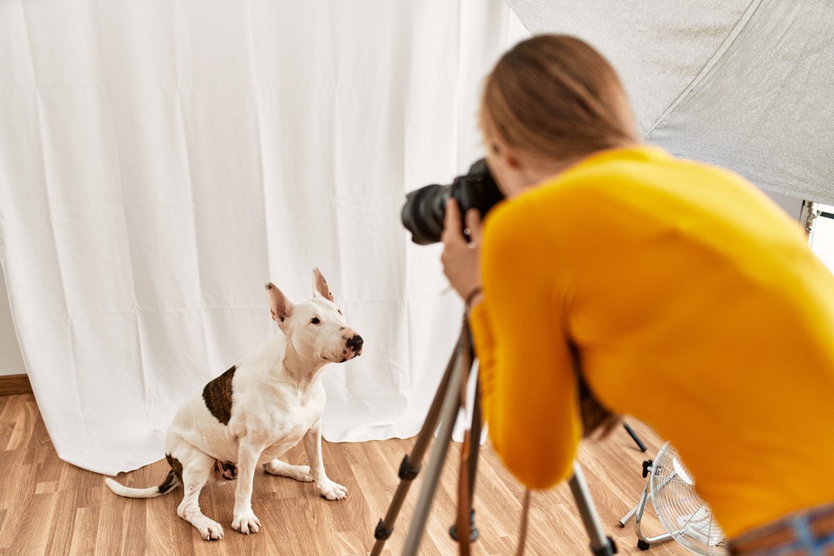 犬に『カメラのフラッシュ』はどれぐらい危険？失明の可能性はある？